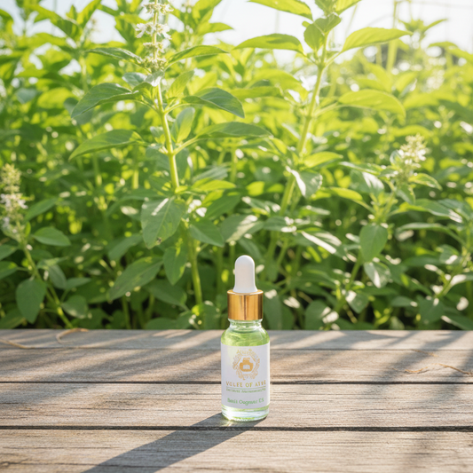 Basil Organic Oil
