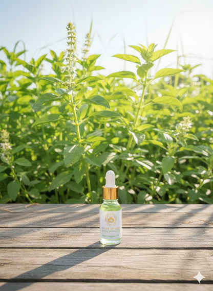 Basil Organic Oil